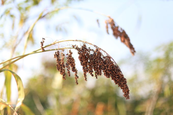 Pictured above are sorghum grains from Kajokeji, South Sudan