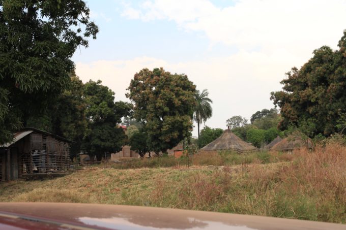 Pictured above are mango trees and huts in Kajokeji, South Sudan