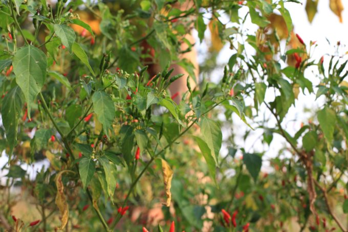 Pictured above is red hot chilli peppers growing in KajoKeji, South Sudan