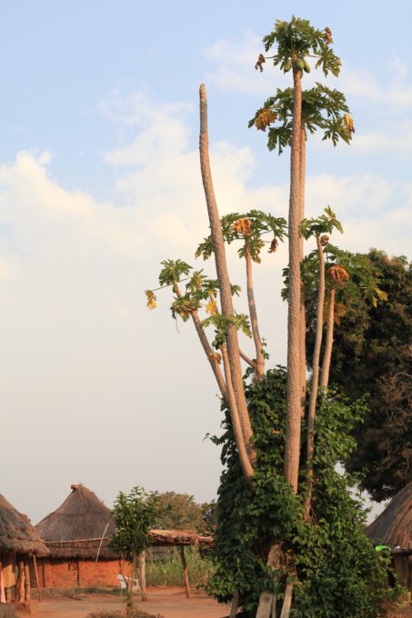 Pictured above are tall papaya trees, Kajokeji, South Sudan